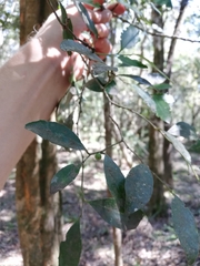Robsonodendron eucleiforme