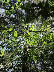 Robsonodendron eucleiforme