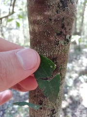 Robsonodendron eucleiforme