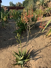 Aloe vogtsii