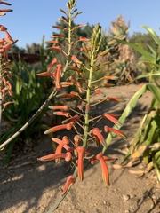 Aloe vogtsii