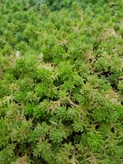 Sedum