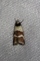 Eulechria triferella