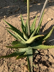 Aloe vogtsii