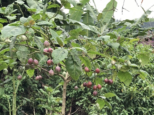 tamarillo