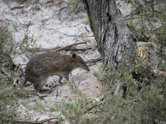 Isoodon obesulus obesulus