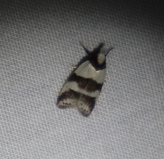 Eulechria triferella