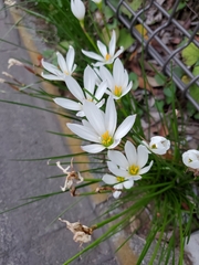 Zephyranthes candida