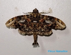 Dolichosomastis hermieri