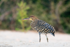 Rufescent Tiger Heron photo 2