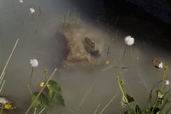 Eriophorum scheuchzeri