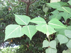 Erythrina variegata orientalis