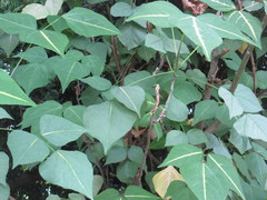 Erythrina variegata orientalis