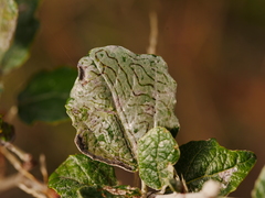Phyllocnistis labyrinthella