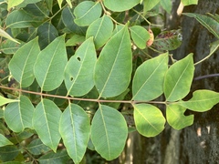 Zanthoxyloideae