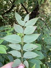 Zanthoxyloideae