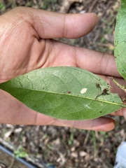 Bignonieae