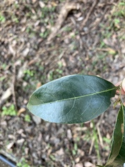 Bignonieae