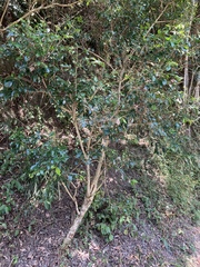 Bignonieae