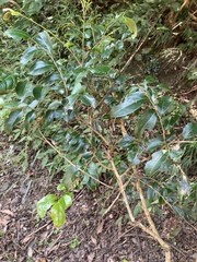 Bignonieae