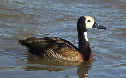 White-faced Whistling-Duck