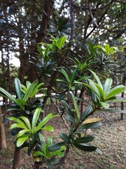 Podocarpus costalis