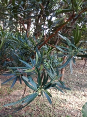 Podocarpus costalis