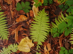 Matteuccia struthiopteris