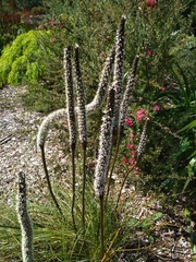 Xanthorrhoea minor minor