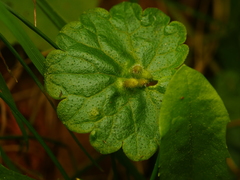 Rondaniola bursaria