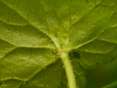 Rondaniola bursaria