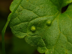 Rondaniola bursaria
