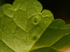 Rondaniola bursaria