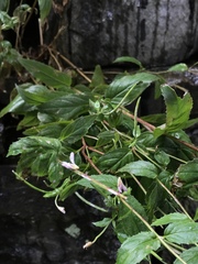 Epilobium montanum