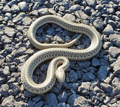 Thamnophis ordinoides