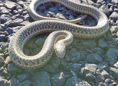 Thamnophis ordinoides