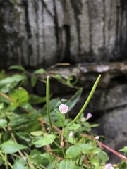 Epilobium montanum