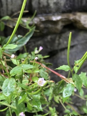 Epilobium montanum