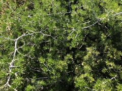Asparagus lignosus