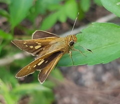 Polytremis lubricans