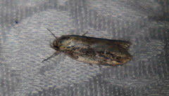 Philobota baryptera