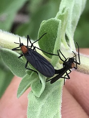 Plecia ruficollis