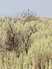 Oreoscoptes montanus