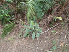 Brachyglottis myrianthos