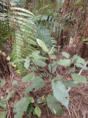 Brachyglottis myrianthos