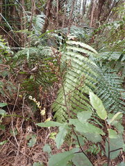 Brachyglottis myrianthos