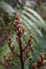 Brachyglottis myrianthos
