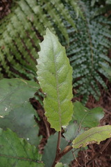 Brachyglottis myrianthos