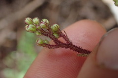 Brachyglottis myrianthos