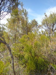 Lepidothamnus intermedius